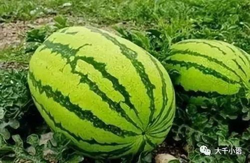 黑瓜吃料网官网入口,探索美食之源，尽享美味人生