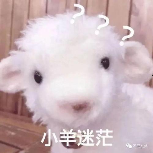 吃瓜有理爆料无罪小羊没烦恼,无罪小羊，共享无烦恼的轻松时光