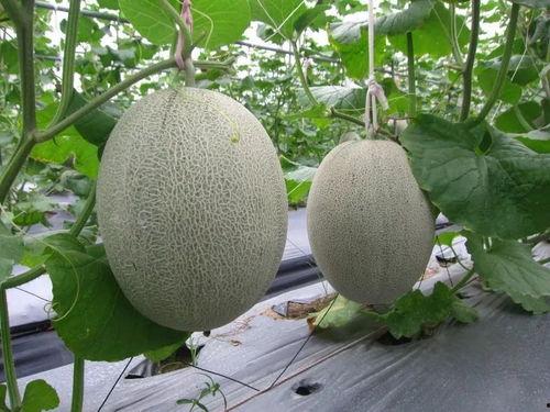 哈密瓜干今日送达,今日哈密瓜干，尽享夏日甘甜