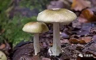 吃瓜视频黑料蘑菇视频,吃瓜视频与蘑菇视频背后的真相