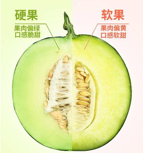 网纹蜜瓜热门视频网站在线