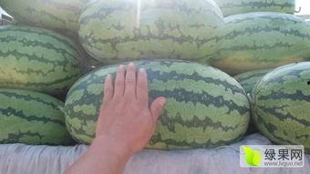 开鲁网纹瓜今日价格批发