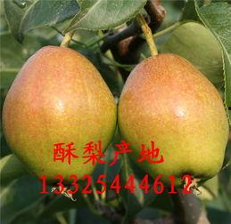 吊瓜产地行情今日价格,价格波动解析