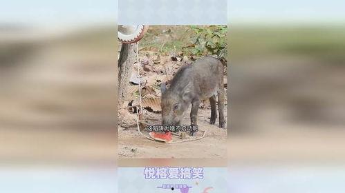 黑瓜吃猪,黑瓜与猪的奇幻冒险之旅