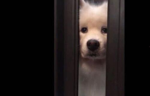 黑仔扒呓门缝吃瓜,揭秘娱乐圈幕后故事