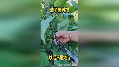 黑科技教室吃瓜,揭秘吃瓜背后的科技奥秘