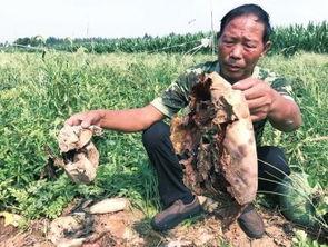 偃师吃瓜最新事件爆料新闻,最新爆料揭露惊人内幕