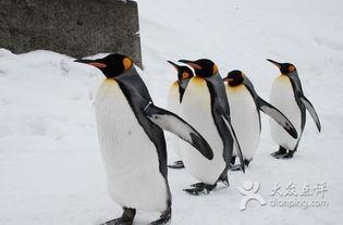 企鹅吃瓜爆料是真的吗视频,视频真实性揭秘