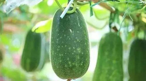 黑交院吃瓜,揭秘校园热点背后的真相