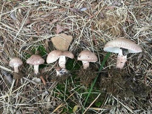 蘑菇大象吃瓜网黑料在线,黑料在线事件背后的真相