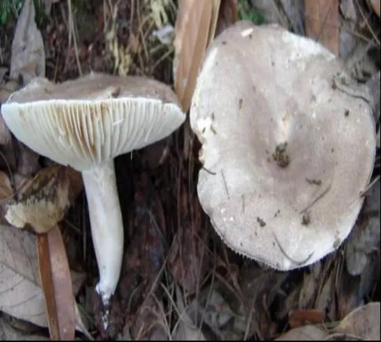 蘑菇大象吃瓜网黑料在线,黑料在线事件背后的真相