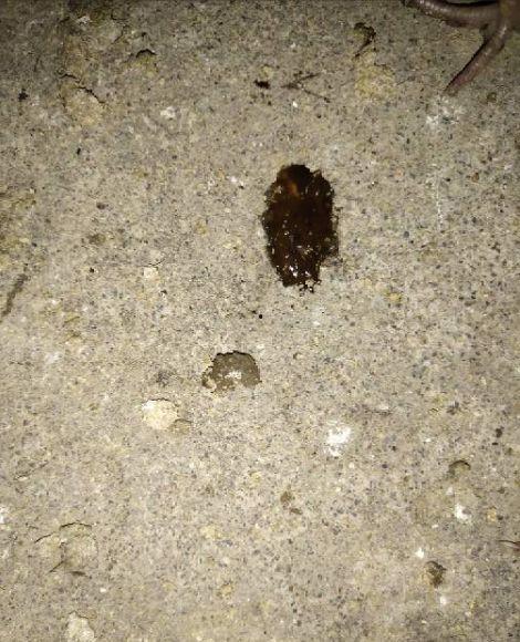 吃哈密瓜大便黑怎么回事