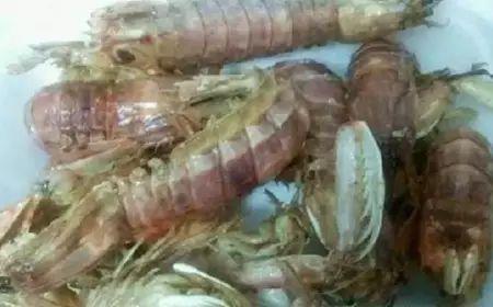 黑壳虾会吃小瓜虫吗,探究共生关系与捕食行为