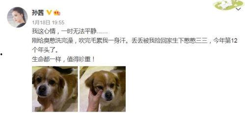 娱乐圈吃瓜小狗小说免费阅读,吃瓜小狗的甜蜜复仇之旅