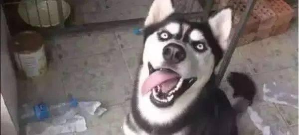 二哈明星网红村,萌宠乐园里的欢乐时光